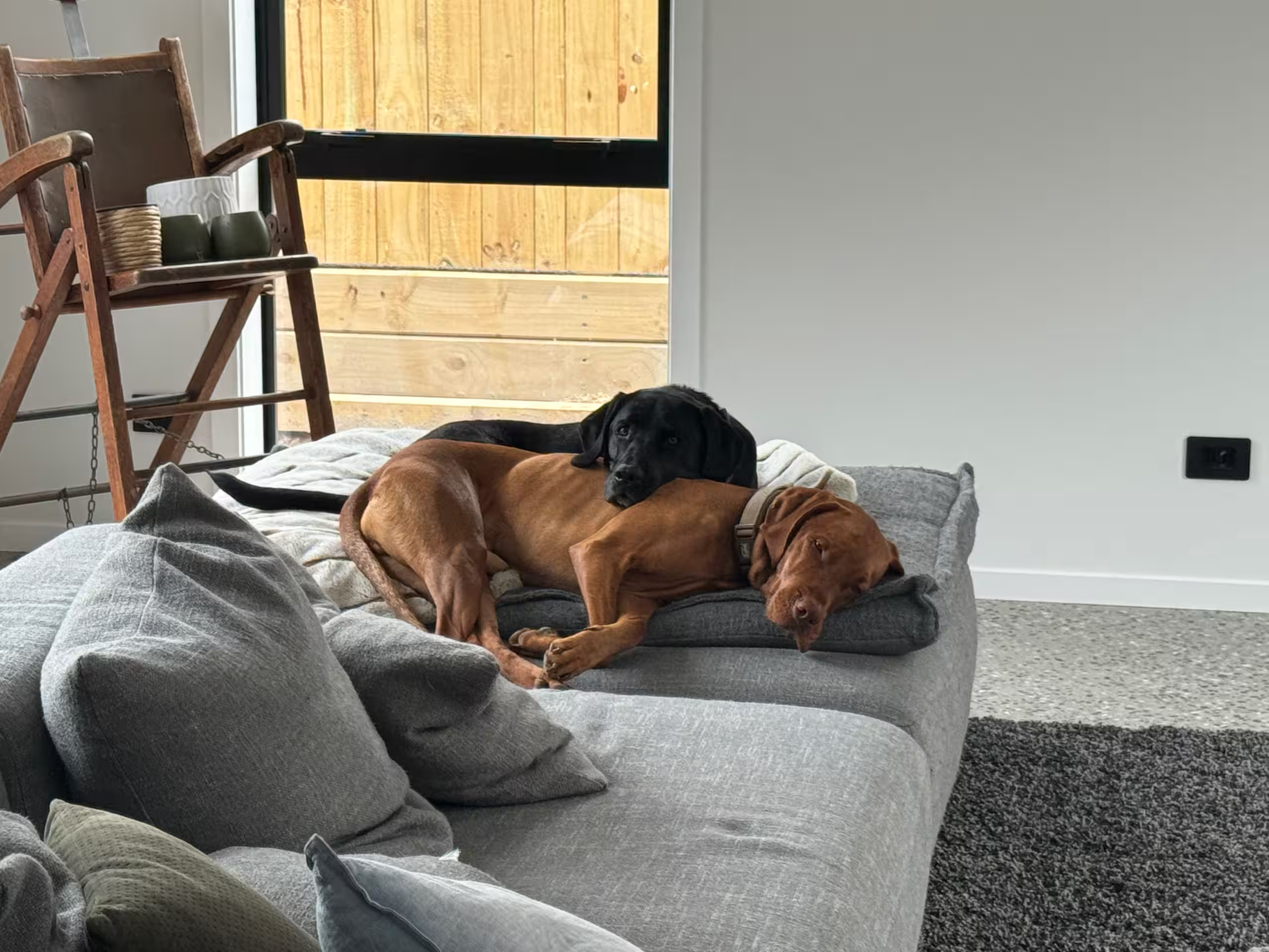 Rocket and Luna, our two friendly dogs